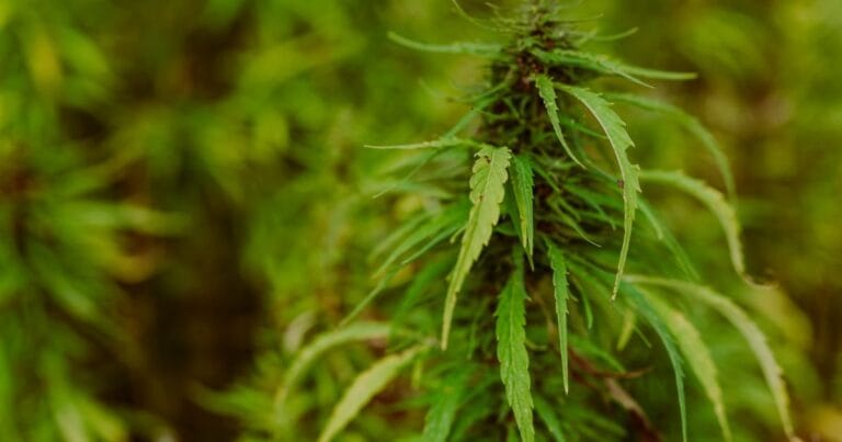 Hemp regulations in New Zealand