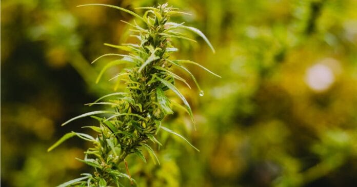 medical-cannabis-ukraine Ukraine's medical cannabis program