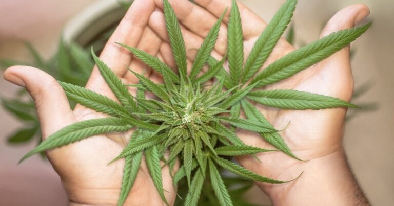 Economic impact of cannabis in Nebraska