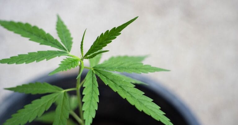 Australia's Legalising Cannabis Bill 2023 Vote