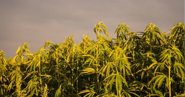 USDA oversight of hemp in Michigan