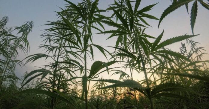 Hemp and PFAS phytoremediaton