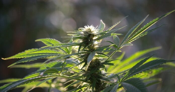 California regulations for hemp THC