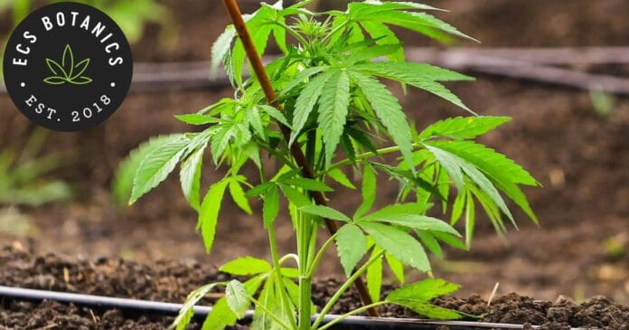 ECS Botanics - medical cannabis