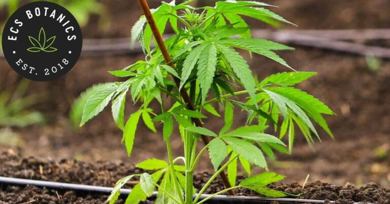 ECS Botanics - medical cannabis