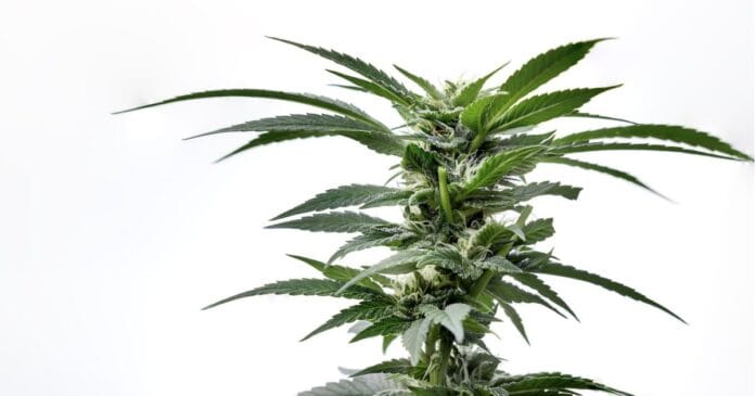 Hemp flower market in Tennessee