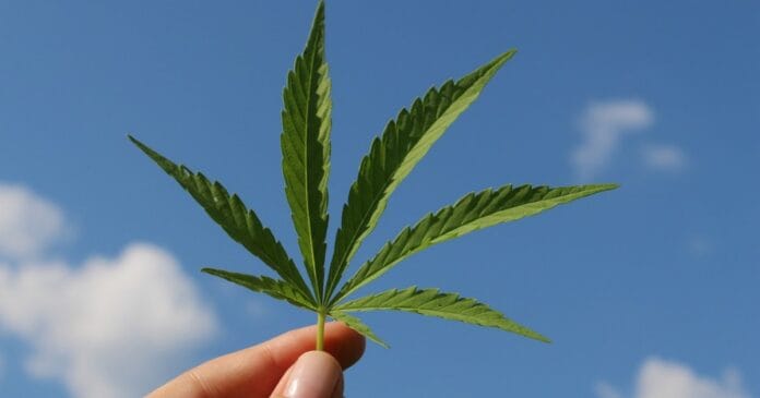 Hemp seizure settlement in Tennessee