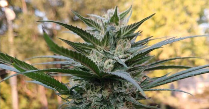 Medical marijuana and Indiana