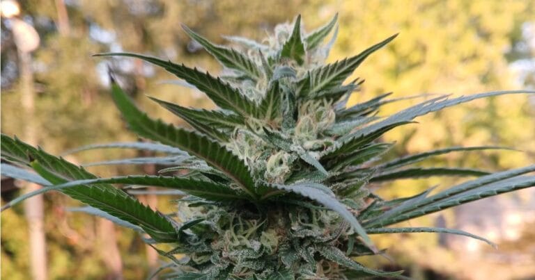 Medical marijuana and Indiana