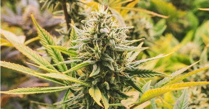 New Jersey legal cannabis sales.