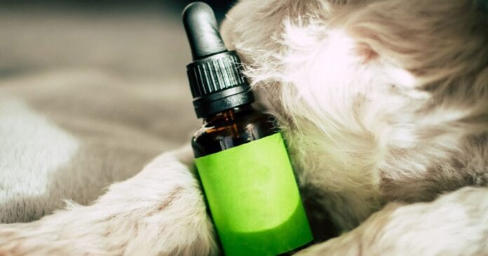 CBD as a treatment of THC toxicosis in dogs