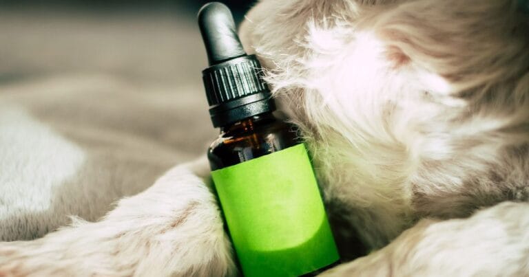 CBD as a treatment of THC toxicosis in dogs