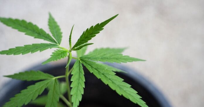 Cannabis legalisation in Germany