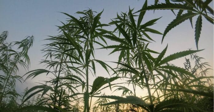 USA hemp imports in 2024