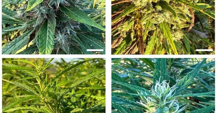 Hemp microbiome study