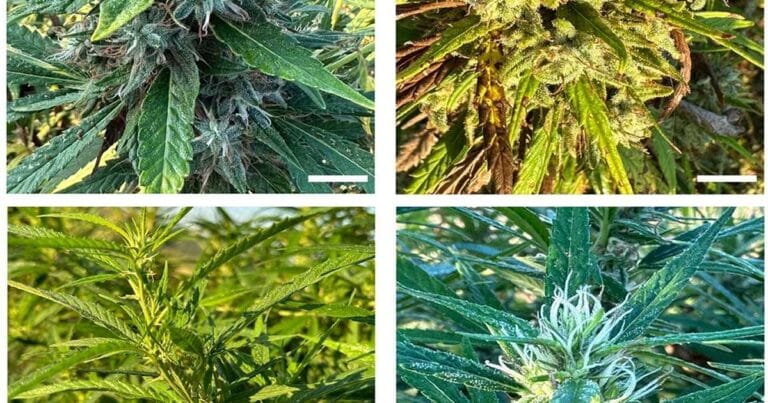 Hemp microbiome study