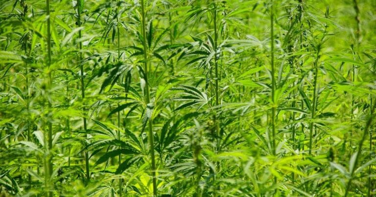 Industrial hemp regulations in New Zealand