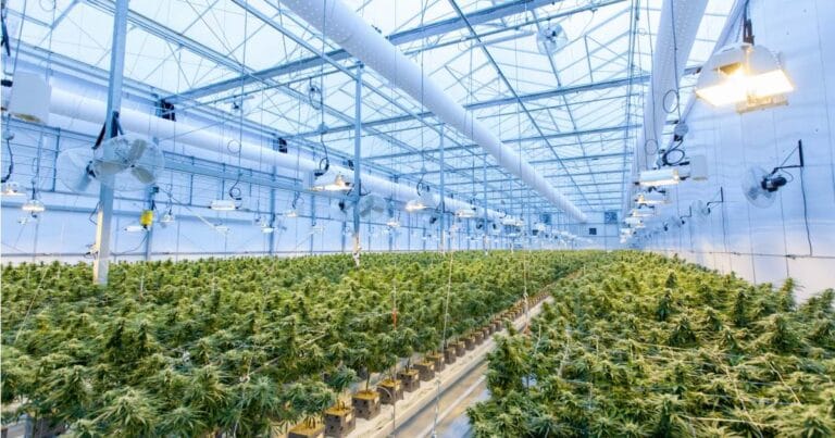 Indoor cannabis cultivation