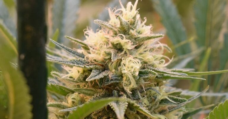 North Carolina medical cannabis poll results