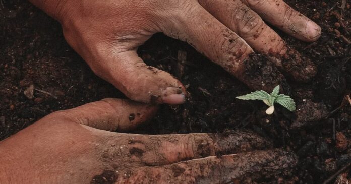 Home cannabis cultivation in New Jersey