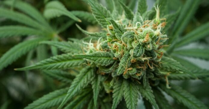 california-intoxicating-hemp California - intoxicating hemp.