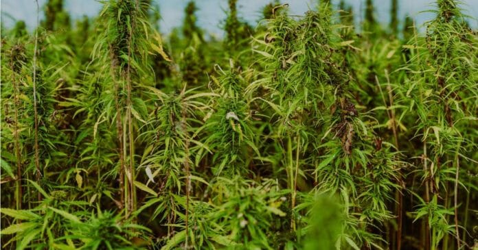 Hemp-Connect Forum 2025