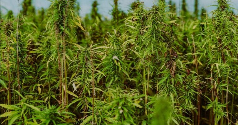 Hemp-Connect Forum 2025