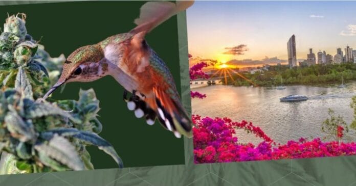 uic-symposium-2025 UIC medical cannabis symposium 2025