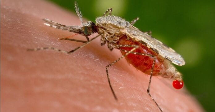 hemp-malaria-prevention Malaria mosquito