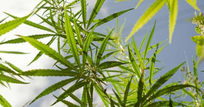 NSW Draft Industrial Hemp Plan