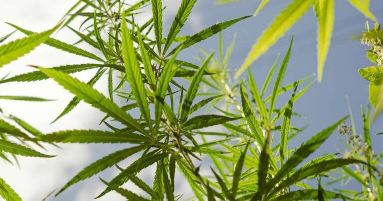 NSW Draft Industrial Hemp Plan