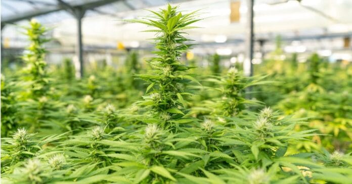 oklahoma-marijuana-statistics Oklahoma marijuana statistics