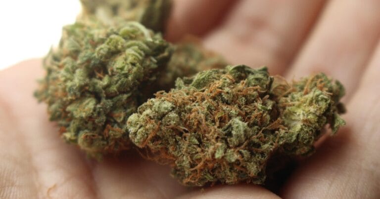 Dried hemp flower