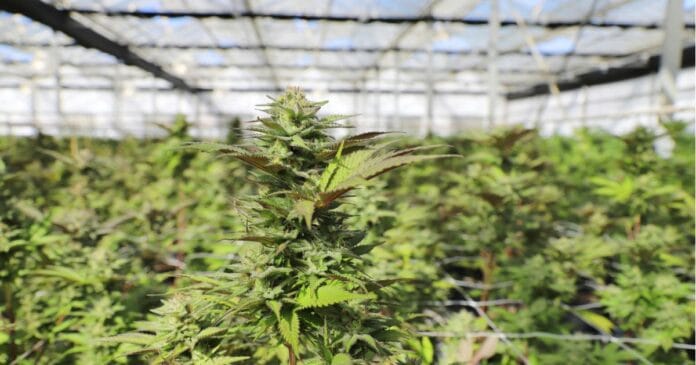 Indoor medical cannabis operation