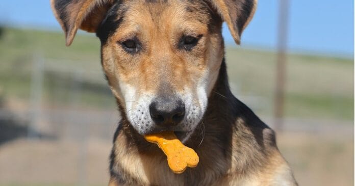 A dog with a biscuit