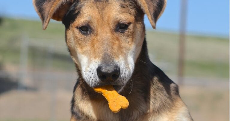 A dog with a biscuit