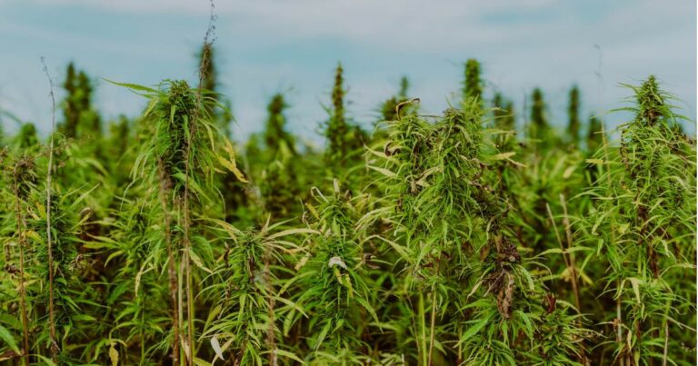 A field of industrial hemp