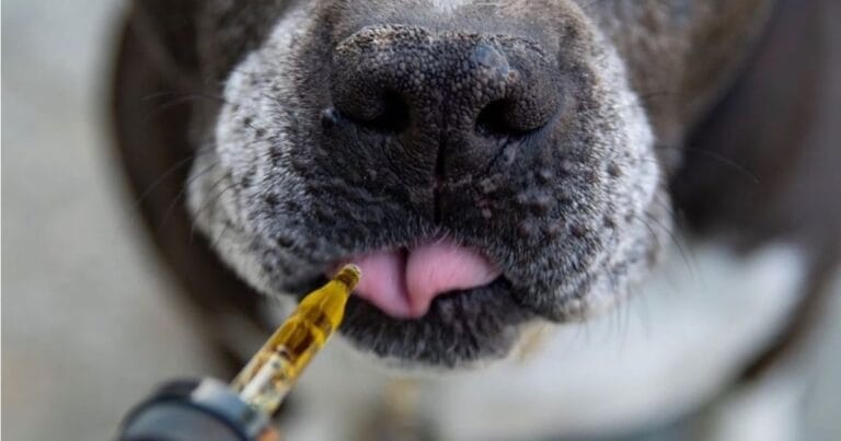 A dog being administered cannabis oil