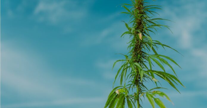 Hemp project affected by funding cuts
