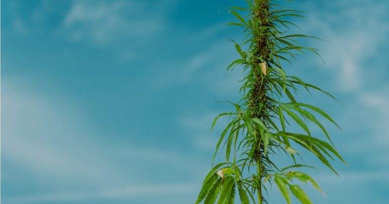 Hemp project affected by funding cuts