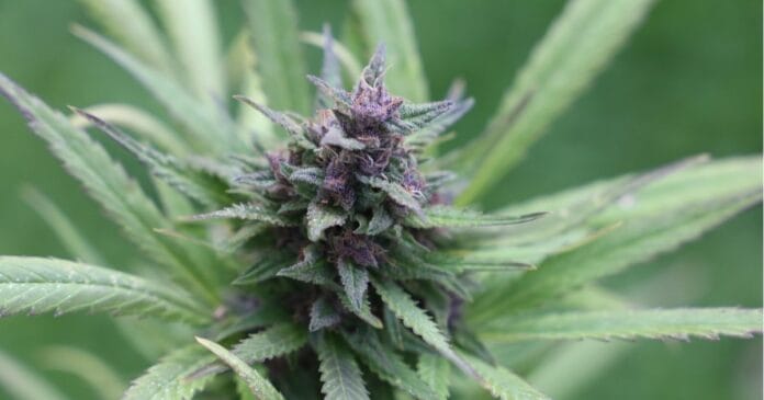 Cannabis reform in New South Wales