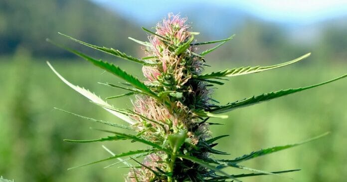 USA's hemp definition