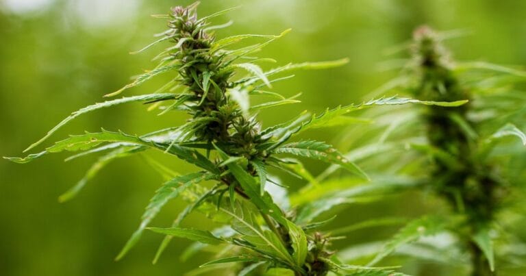 Texas hemp THC ban