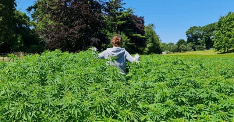 Industrial hemp in the UK