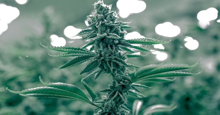 California cannabis study