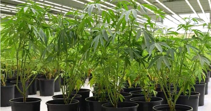 kentucky-cannabis-cultivation Kentucky's first legal medical cannabis plants