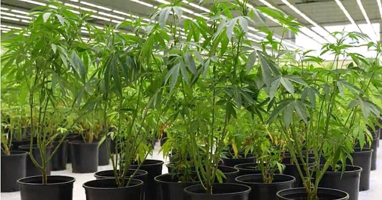 Kentucky's first legal medical cannabis plants
