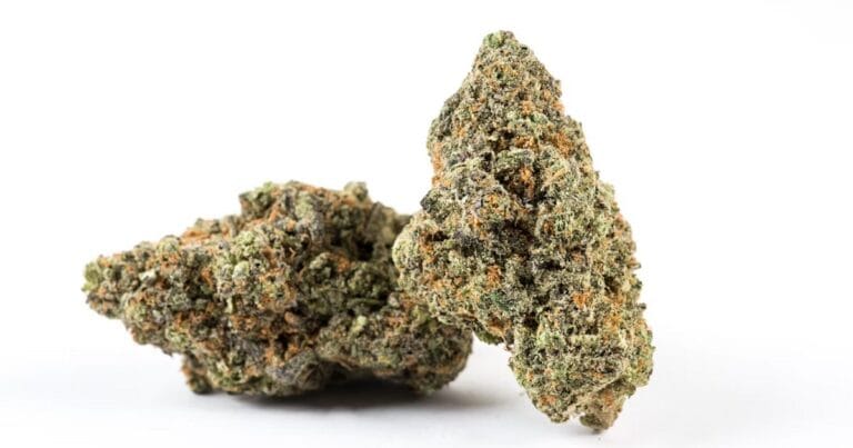 Cannabis buds