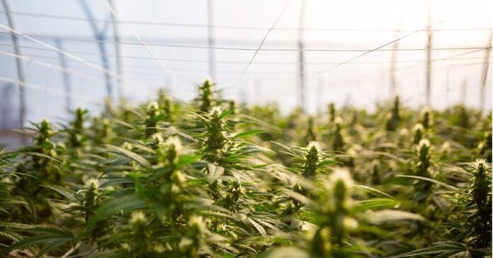 Flowering hemp plants