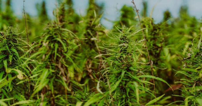 Australian Senate Inquiry into industrial hemp.